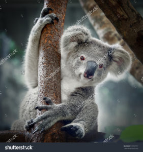 Фотообои с коалой