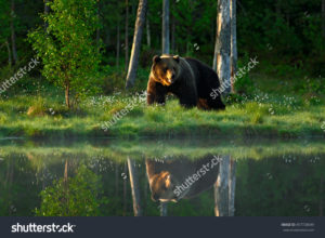 Фотообои медведь в лесу