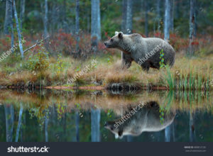 Фотообои медведь на рыбалке