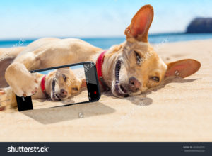 Фотообои собака на пляже