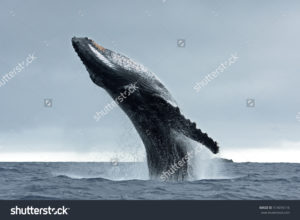 Фотообои с китом