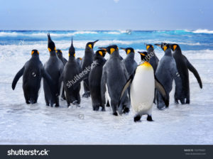 Фотообои с пингвинами