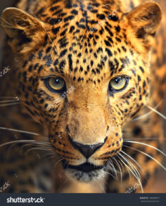 Фотообои с леопардом