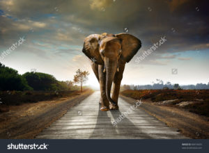 Фотообои слон на дороге