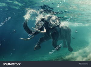 Фотообои слон под водой